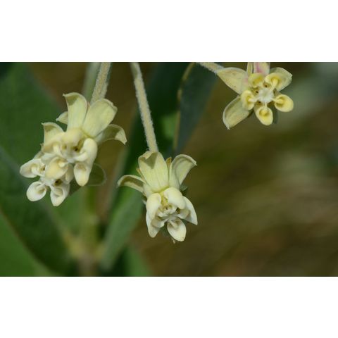 Asclepias ovalifolia