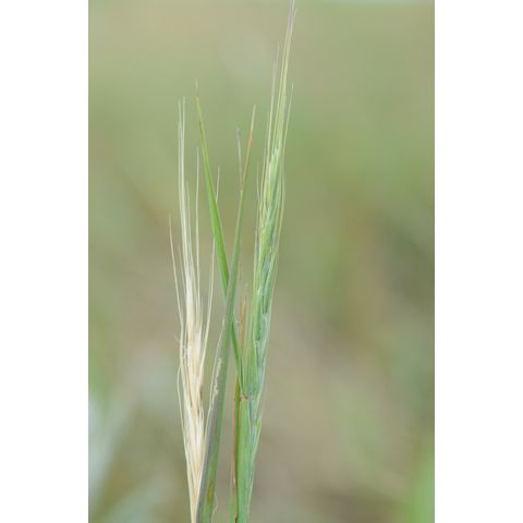 Elymus trachycaulus