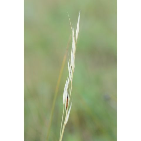 Hesperostipa curtiseta