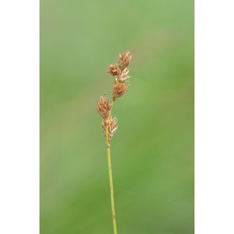 Carex praticola