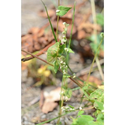 Polygonum convolvulus
