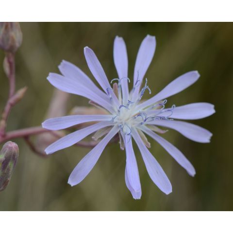 Lactuca tatarica