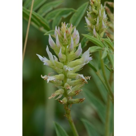 Glycyrrhiza lepidota