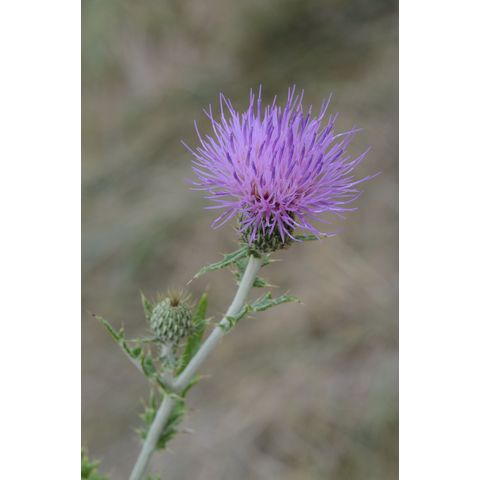 Cirsium flodmanii