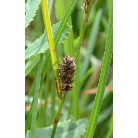 Carex pellita