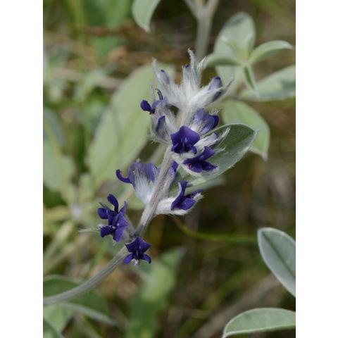 Pediomelum argophyllum