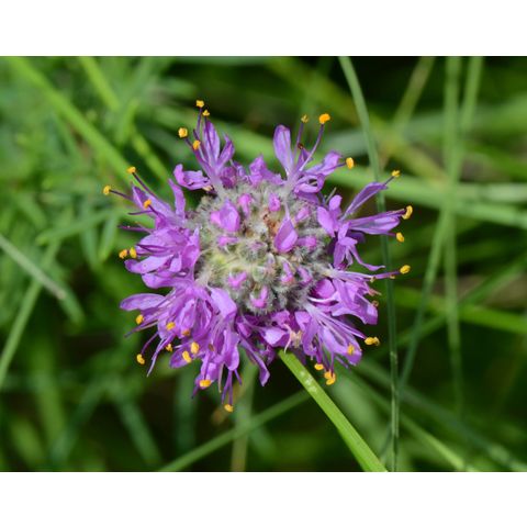 Dalea purpurea