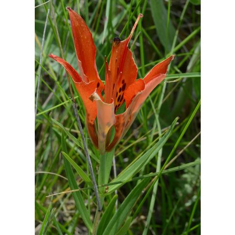 Lilium philadelphicum