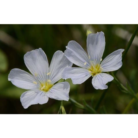 Linum perenne