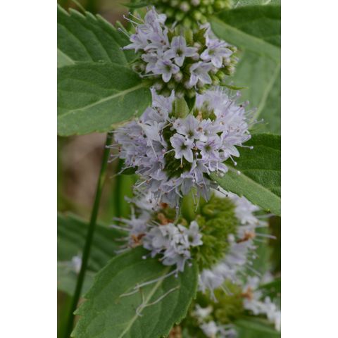 Mentha arvensis