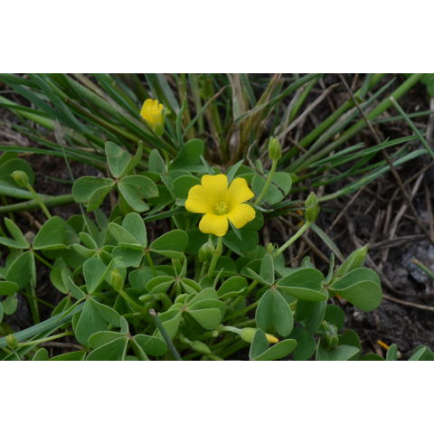 Oxalis stricta
