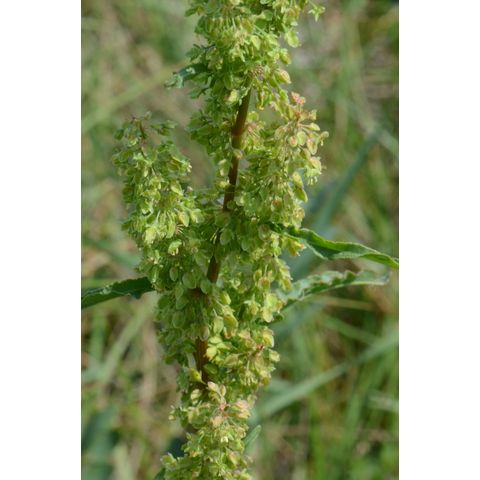 Rumex longifolius