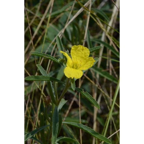 Calylophus serrulatus