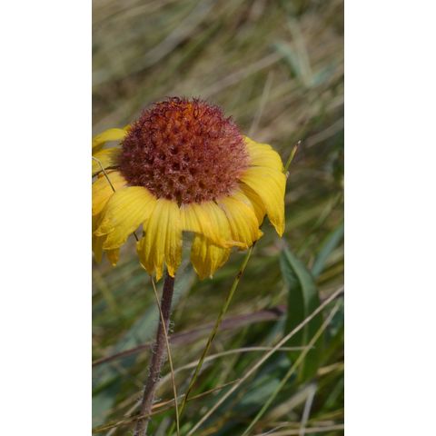 Gaillardia aristata