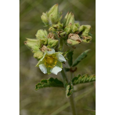 Potentilla arguta