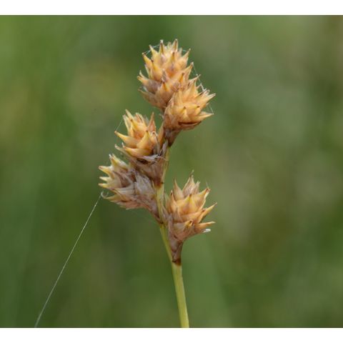 Carex brevior