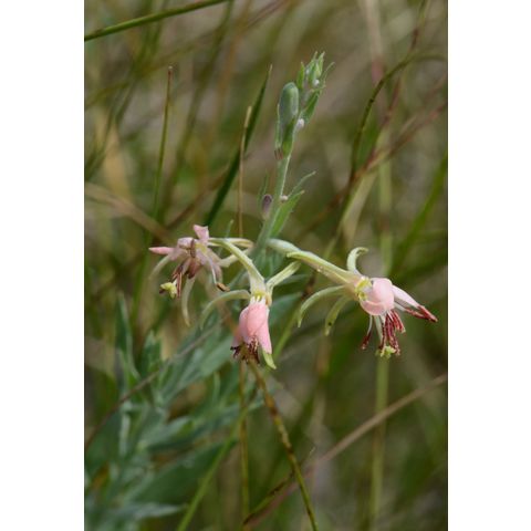 Gaura coccinea