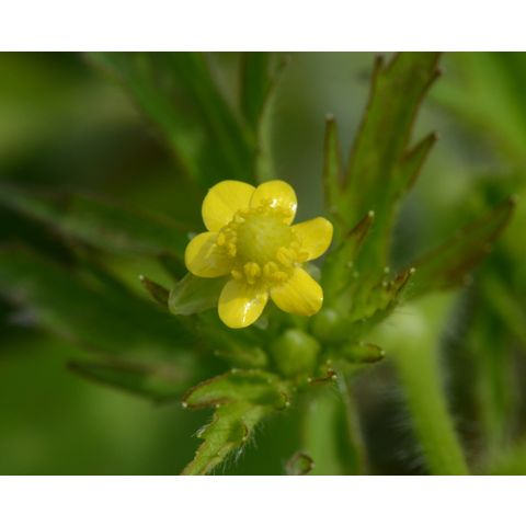 Ranunculus pensylvanicus