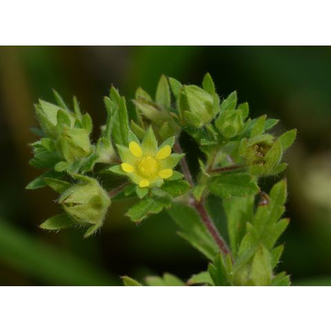 Potentilla rivalis