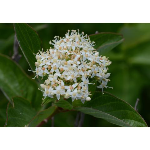 Cornus sericea