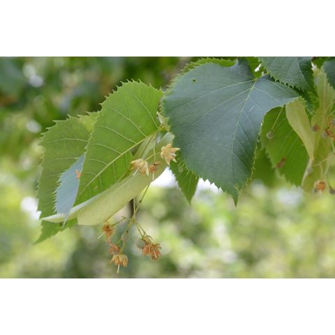 Tilia americana