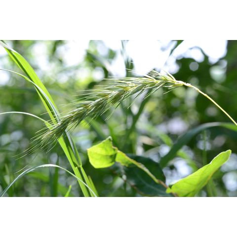 Elymus repens