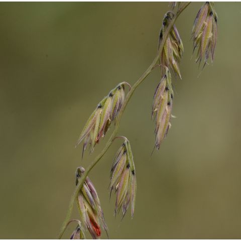 Bouteloua curtipendula