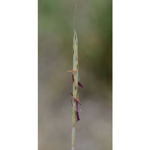 Schizachyrium scoparium