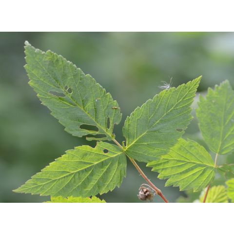 Rubus idaeus