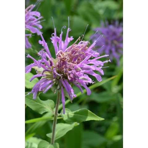 Monarda fistulosa