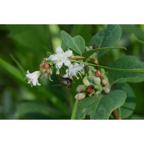 Symphoricarpos occidentalis