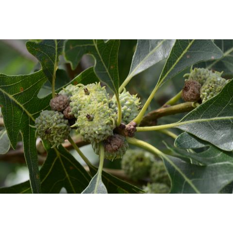 Quercus macrocarpa