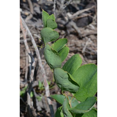Smilax herbacea