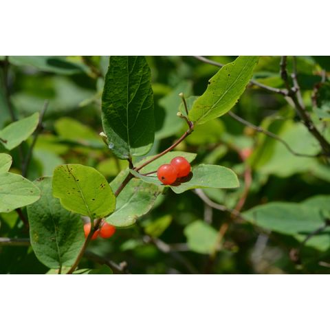Lonicera tatarica