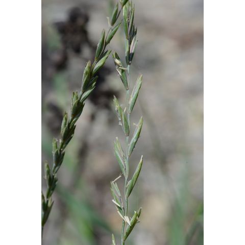 Elymus trachycaulus