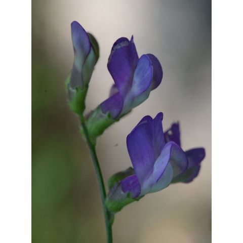 Vicia americana