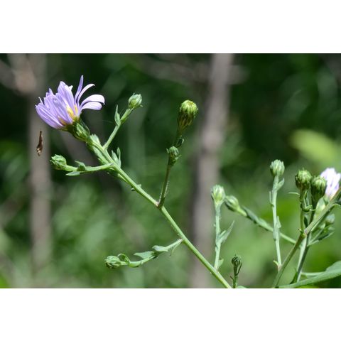 Symphyotrichum laeve