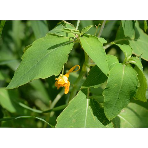 Impatiens capensis