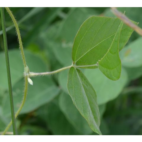 Amphicarpaea bracteata