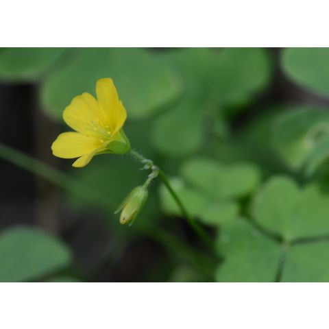 Oxalis stricta