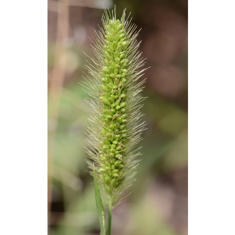 Setaria viridis