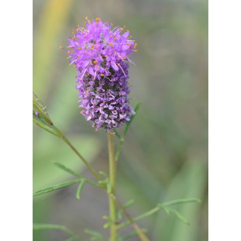 Dalea purpurea