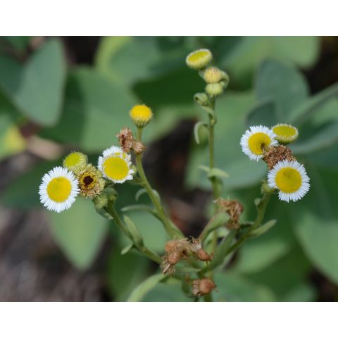 Erigeron strigosus