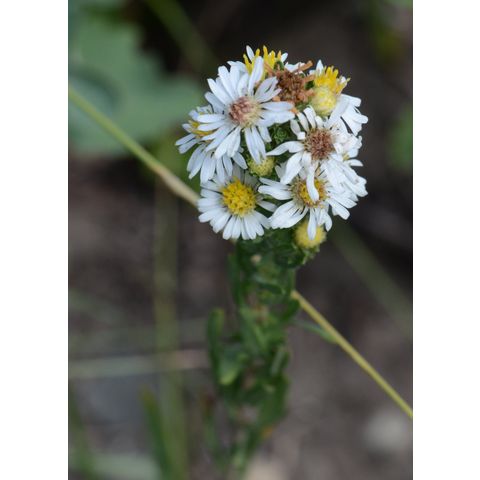 Symphyotrichum ericoides