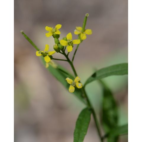 Erysimum cheiranthoides