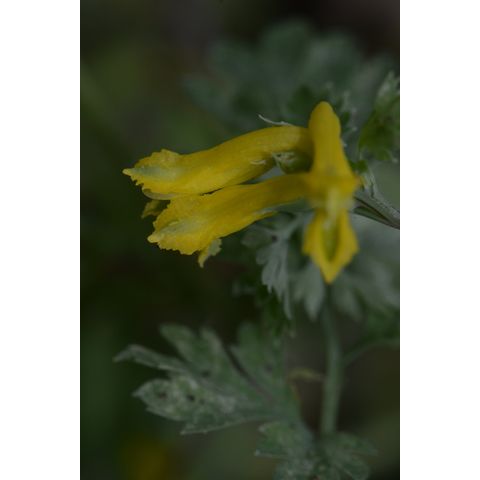 Corydalis flavula