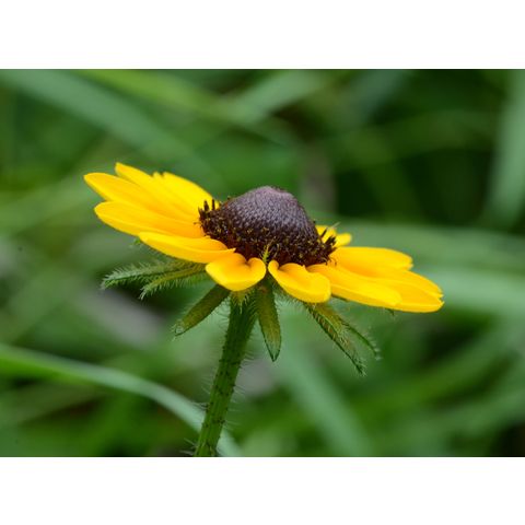 Rudbeckia hirta
