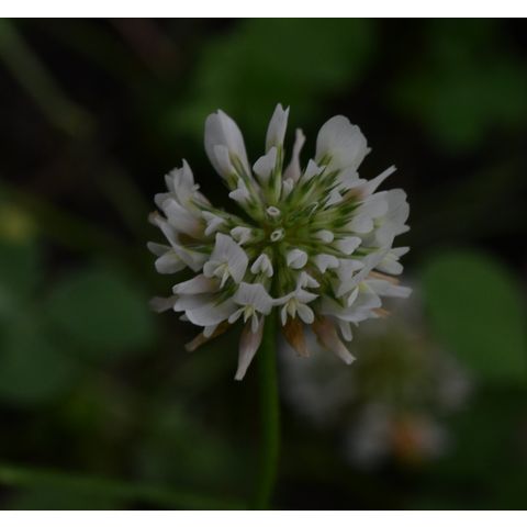 Trifolium repens