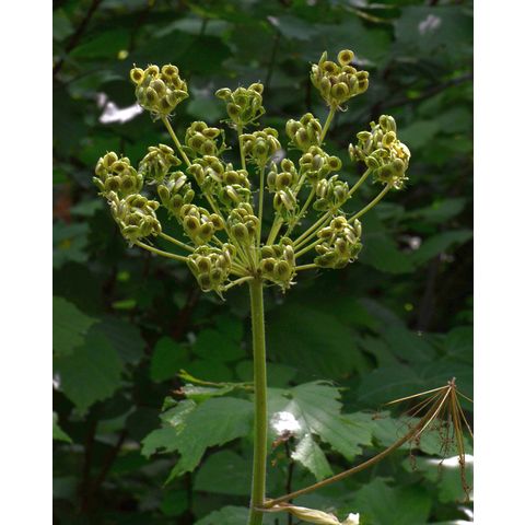 Heracleum maximum