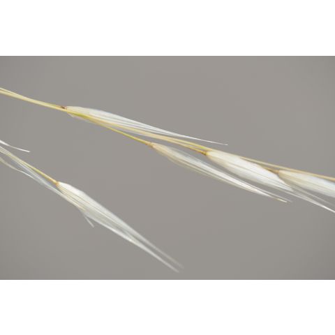 Hesperostipa curtiseta